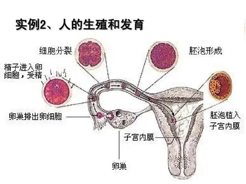 实例2,人的生殖和发育 与草履虫相比,人是多细胞的 高等生物,人的生命