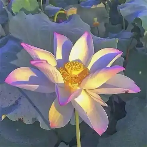 最受家长喜欢的头像