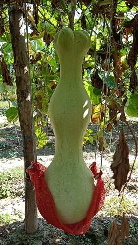 纯天然超大莲花头 八宝酒葫芦   巨型亚腰葫芦种籽