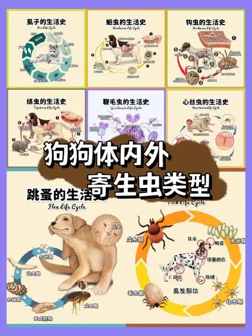 狗狗体内外寄生虫类型