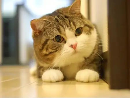 图中的猫叫maru,是网络红猫. 品种是折耳配的美短.