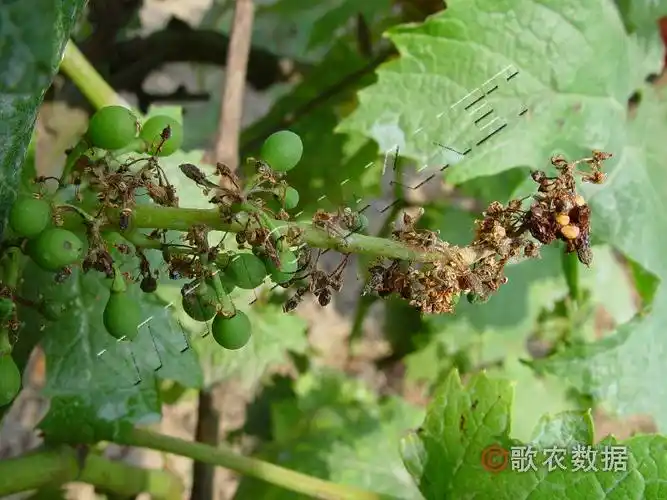 葡萄穗轴褐枯病