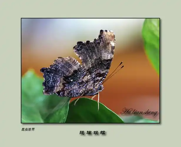 昆虫10琉璃蛱蝶