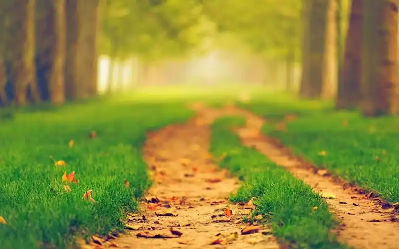林间小径唯美清新护眼高清桌面壁纸