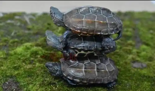 养龟小知识中华田园龟是水龟还是陆龟