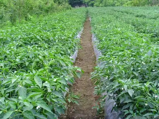 辣椒高产栽培技术