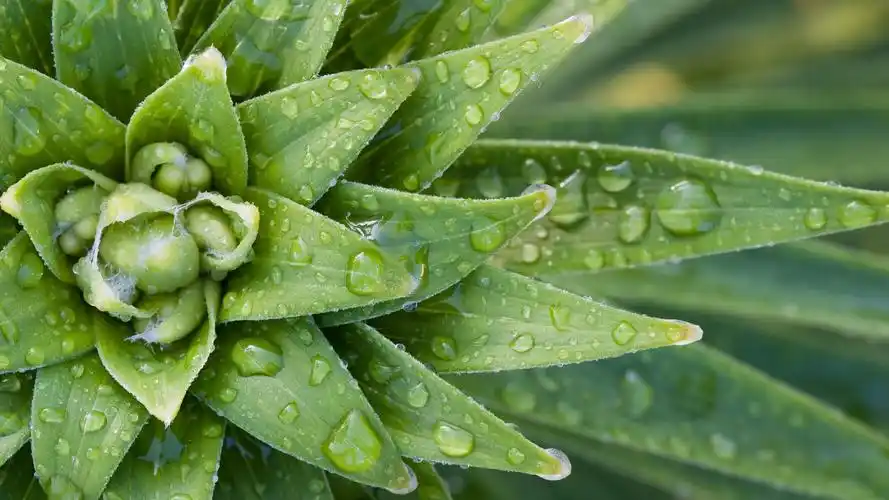 安装元气桌面,海量壁纸一键设置尺寸:2560x1440体积:0.