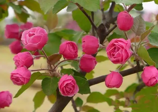 13个品种的海棠,叫出来超过3种名字的都很少!