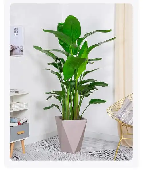 火热天堂鸟盆栽大型客厅植物四季常青大叶鹤望兰室内绿植含哑光树脂盆