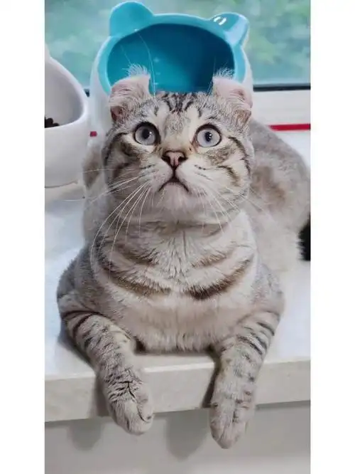 不是所有猫都是耳朵尖尖的,来了解独特品种:美国卷耳猫!