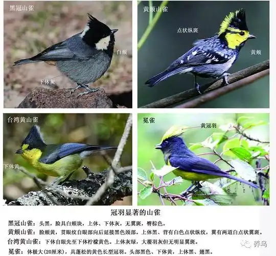 鸟类百科: 山雀类鸟种的野外识别