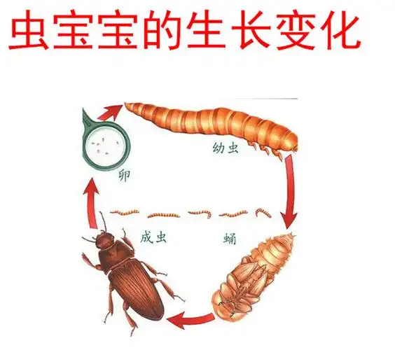 黄粉虫种虫虫卵包邮养殖黄粉虫种苗