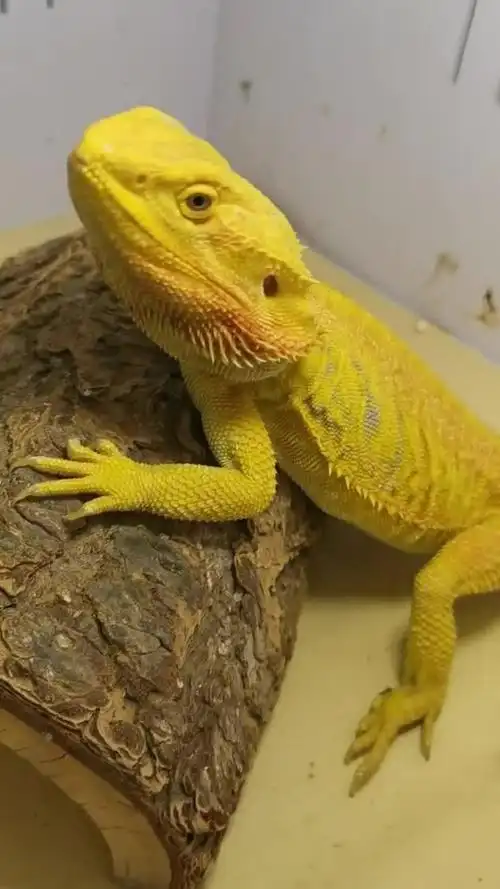 金黄色的大蜥蜴,灵动可爱,颜色非常的漂亮