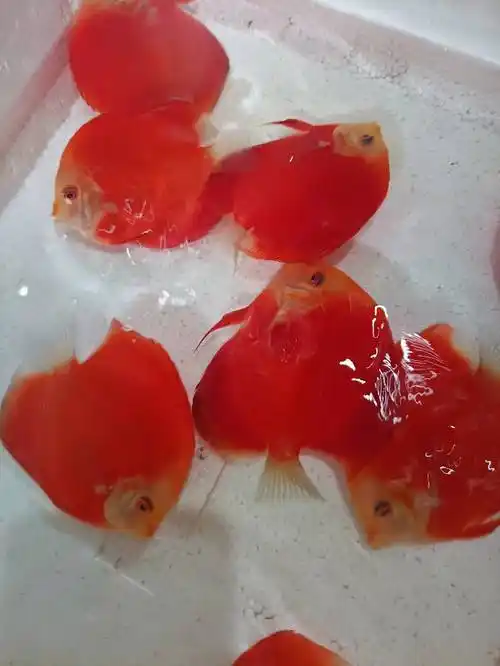 3r红金七彩神仙鱼分享交流 - 上海鱼友俱乐部 - cta南美水族