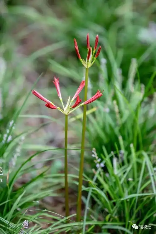 彼岸花:积翠山下,积翠湖畔,滑县森林公园|石蒜|叶子_网易订阅