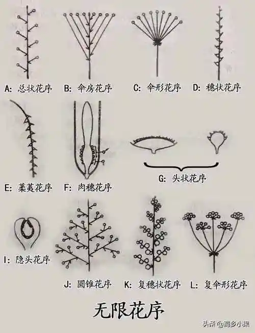 无限花序的类型有总状花序(如白菜,萝卜的花序),伞房花序(如梨,苹果的