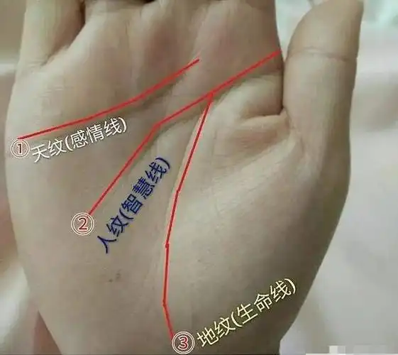 看手相算命图解手掌中的三才纹手相
