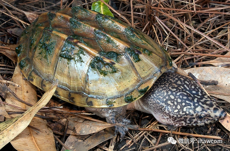 物种图册-大麝香龟