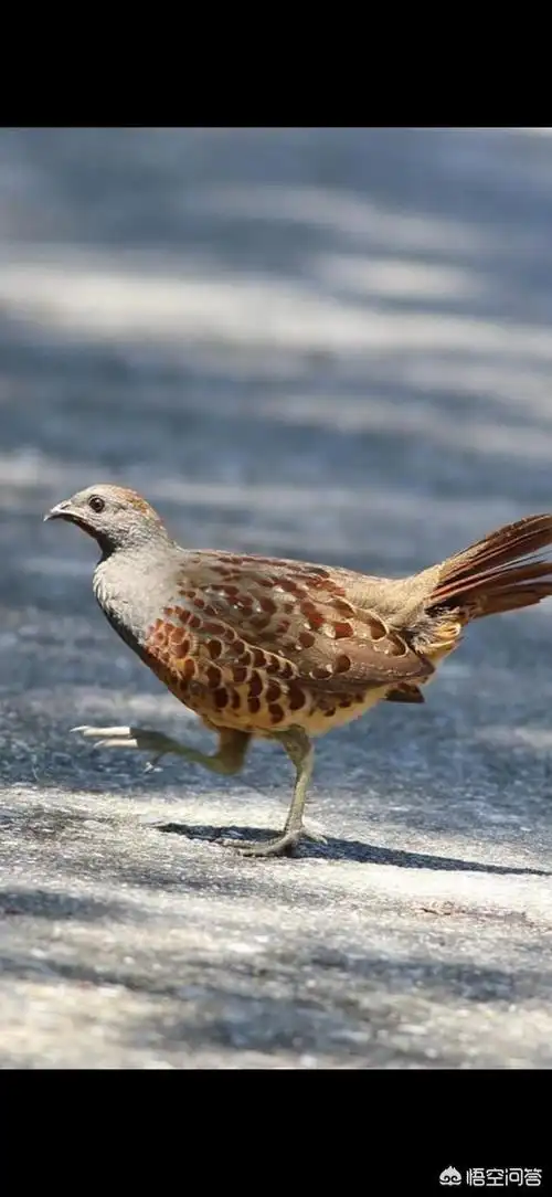 如何区分竹鸡的公母?有哪些明显特征可以分享? - 石塘网