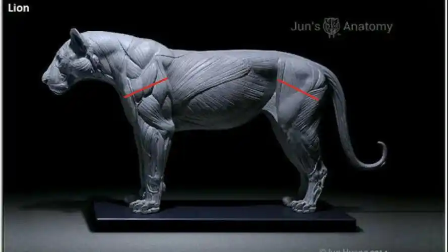 剃过鬃毛以后雄狮的大臂亚成年没长多少鬃毛雄狮的大臂后面开始发肌肉