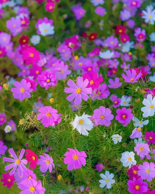 暖冬下的波斯菊