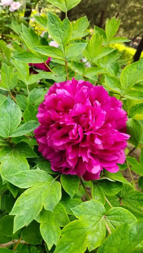 景山牡丹,醉美京城