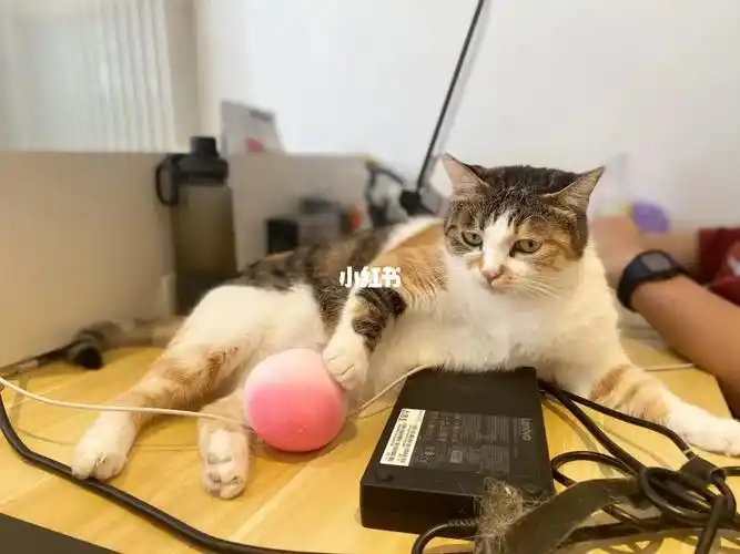 摇人眼疾手快拍到了号码#猫咪  #我家宠物好可爱  #可爱  #宠物表情包