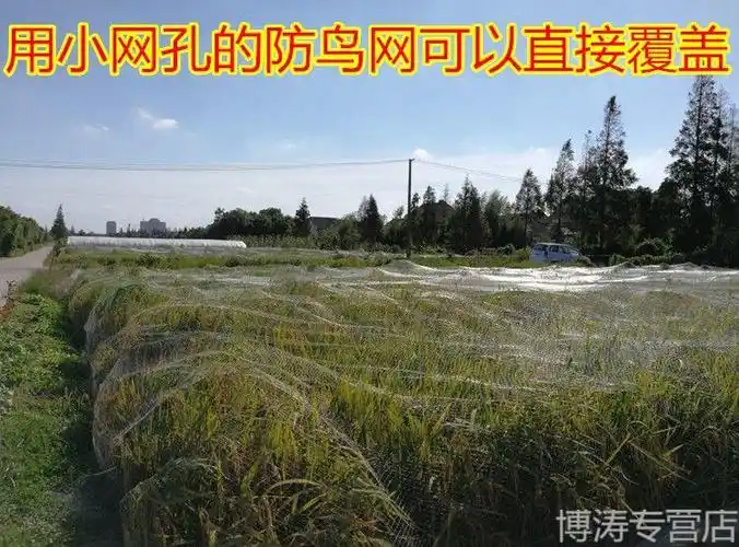 麻雀粘果园防鸟网葡萄大棚保护网家用果树网防鸟用的网鱼塘养3米宽2