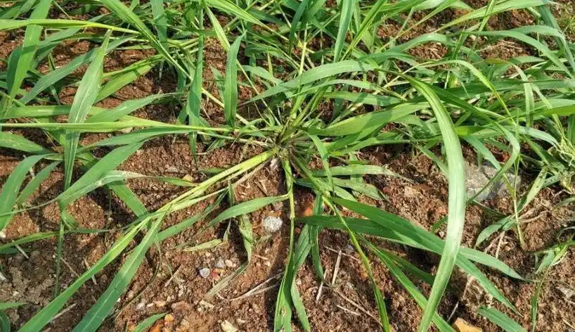 牛筋草与马唐的区别有哪些 - 24口袋生活网