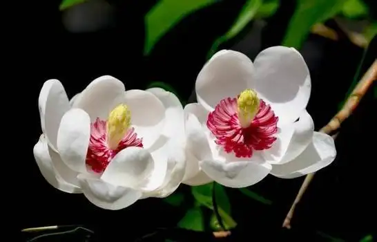 勇敢无畏,优雅大方的女郎花-植物非试管高效快繁木兰