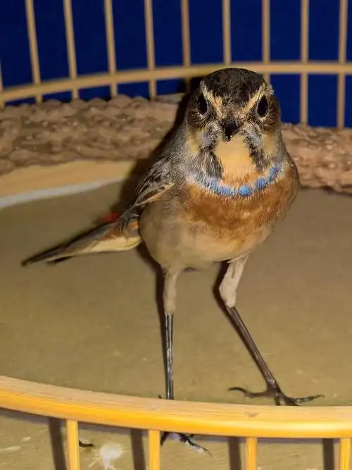 广场 69 鸣鸟专区 69 靛颏协会 69 我的靛颏全家福 从小与姥爷