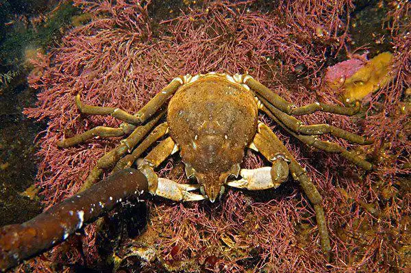 帝王蟹跟蜘蛛蟹的区别