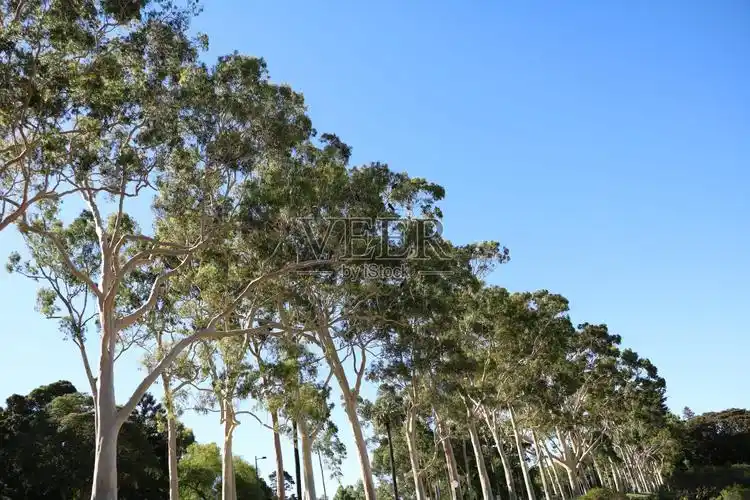 巨大的桉树在国王公园在珀斯,澳大利亚西部照片摄影图片_id:304370727