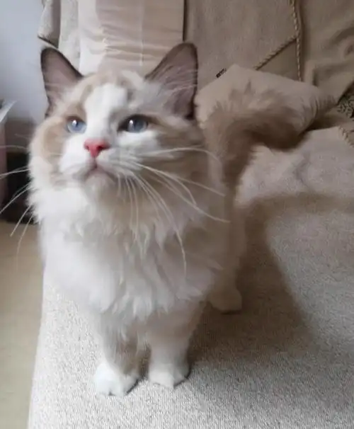 5个多月的奶布偶