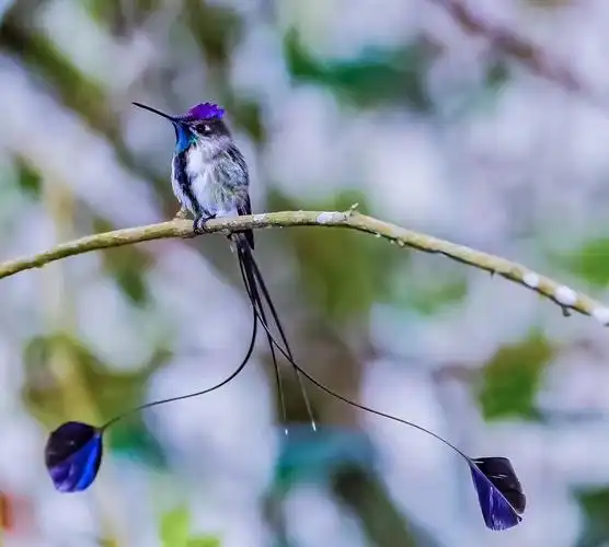 美丽的蜂鸟是多么漂亮,它为人类带来快乐!