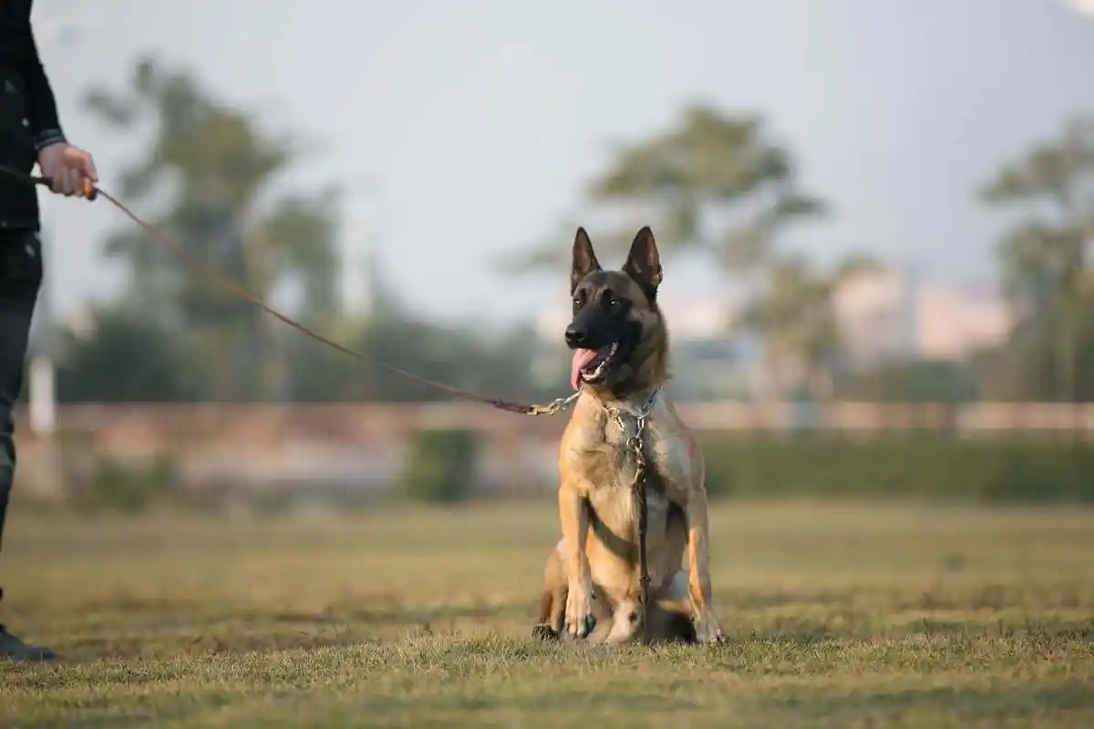 新:马犬"容克"直仔兰克对外借配(3月24日更新)