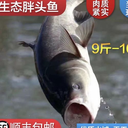 安徽池州原生态野生胖头鱼,大头鱼,活鱼现杀去内脏15%-20%损耗