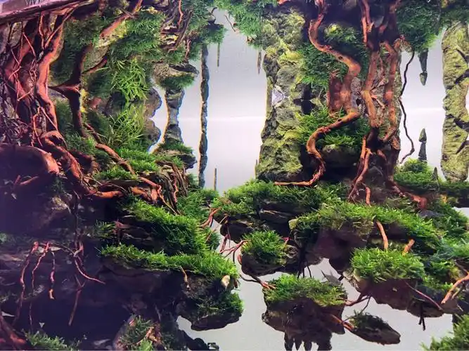 《天空之城》满月照 - 水草造景 - cta南美水族