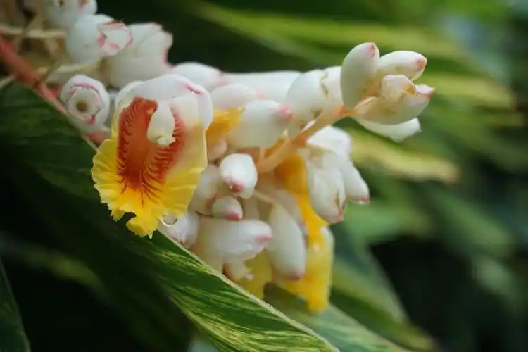 雨中山姜花,娇姿欲滴!