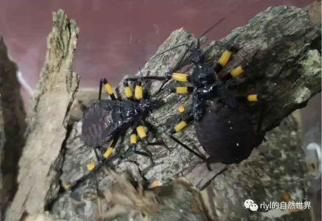 白斑猎蝽渡劫的故事