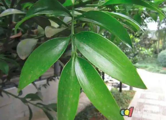 邑蓝天首页 养鱼风水 风水植物 荷花竹的风水作用 >> 正文  竹柏的