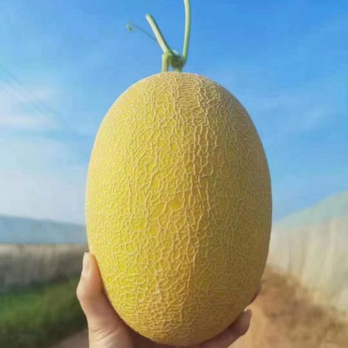 【脆甜】黄皮哈密瓜恐龙蛋蜜瓜脆甜皮薄2个装过节送礼生鲜