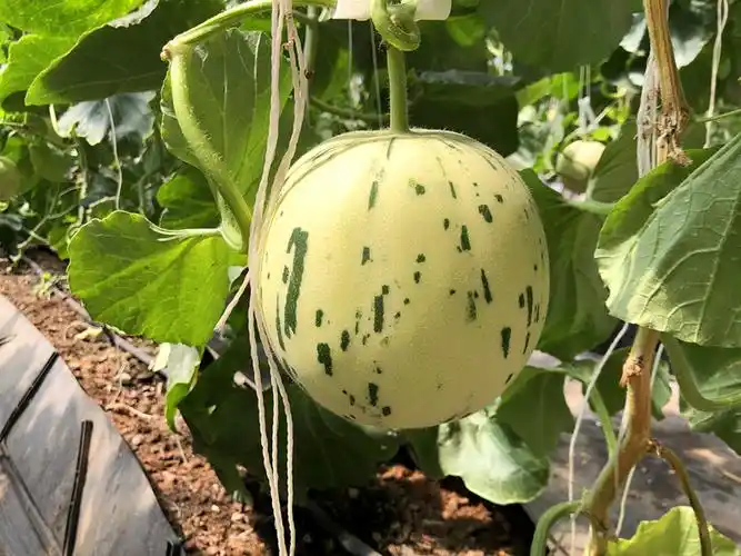 商品专题_香瓜 优质回答 随着气温攀升,京郊的西瓜,甜瓜已经陆续成熟