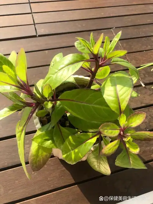 认识明月草——清热解毒,宽肠通便,降糖降脂