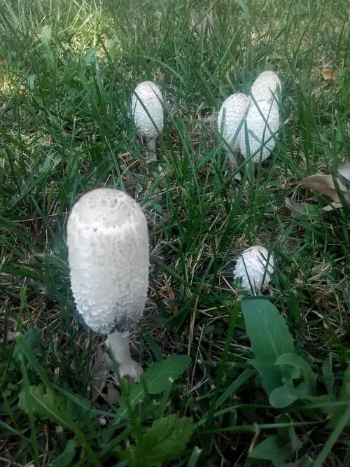 白色蘑菇形似商场玻璃观光梯,是否有毒?