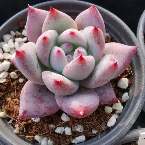 多肉野卡原始卡罗拉精品植物一物一拍雪狼多肉植物