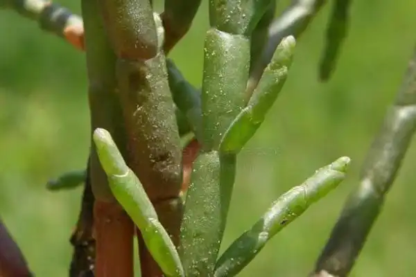 世界上最著名的耐盐植物盐角草体内含水量高达92