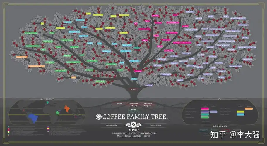 咖啡树品种一以豆种作为划分