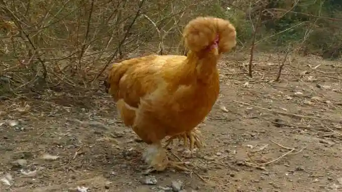 适合散养的育成品种蛋鸡