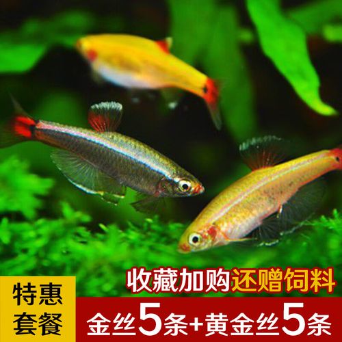 金色鱼灯鱼斑马鱼原生鱼好养活体鱼观赏鱼群游鱼 金丝5条 黄金丝5条
